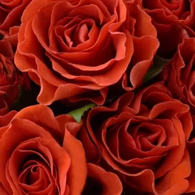 Kytice 100 červených růží EL TORO
