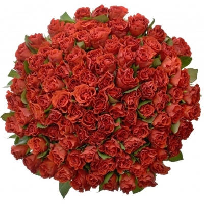 Kytice 100 červených růží Revolution