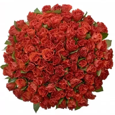 Kytice 100 červených růží El Toro 50cm