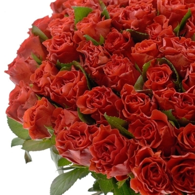 Kytice 100 červených růží Revolution