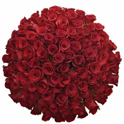 Kytice 100 červených růží  FREEDOM 50cm