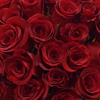 Kytice 100 červených růží FREEDOM 