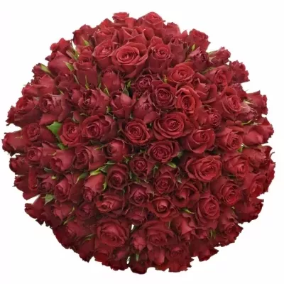 100 jednodruhových červených růží FURIOSA 70 cm v kytici