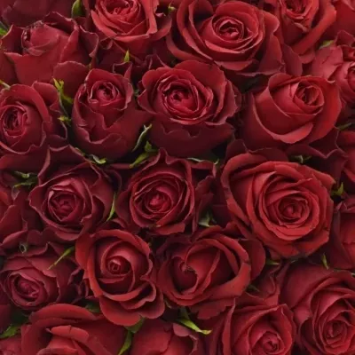 Kytice 100 červených růží FURIOSA 60cm