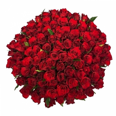 Kytice 100 červených růží INFRARED 50 cm