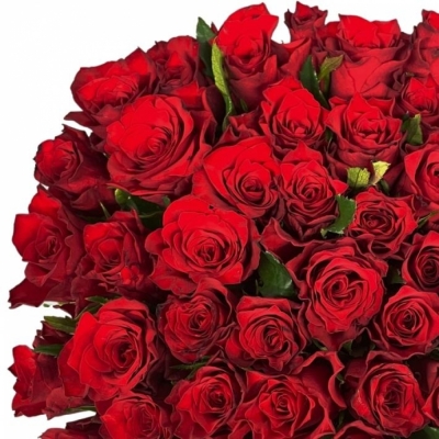 Kytice 100 červených růží INFRARED