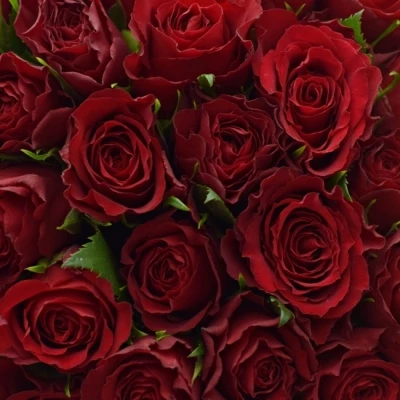 Kytice 100 červených růží MANDY 40cm