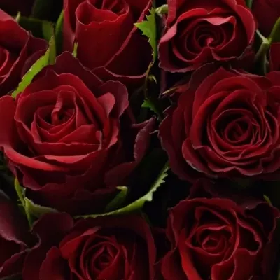 Kytice 100 červených růží MERCI 40cm