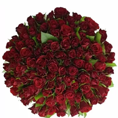 Kytice 100 červených růží MERCI 40cm