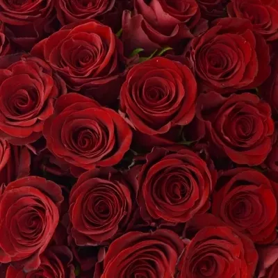 Kytice 100 červených růží MILLION REASONS
