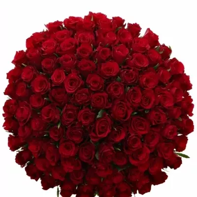 Kytice 100 červených růží NATURES RED