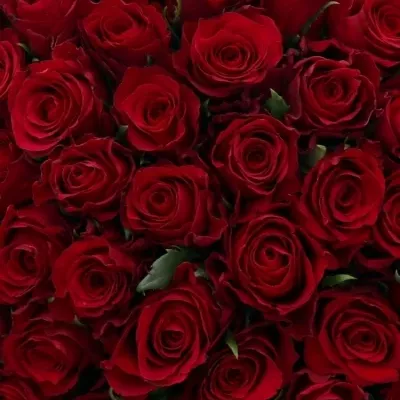 Kytice 100 červených růží NATURES RED