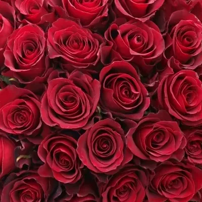 Kytice 100 červených růží NAZCA 40cm