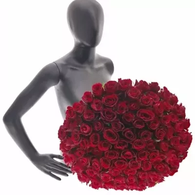 Kytice 100 červených růží NAZCA 40cm