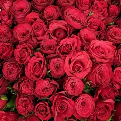 Kytice 100 červených růží REBEKA