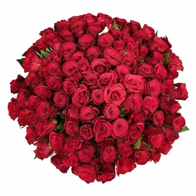 100 míchaných červených růží REBEKA 50 cm v kytici