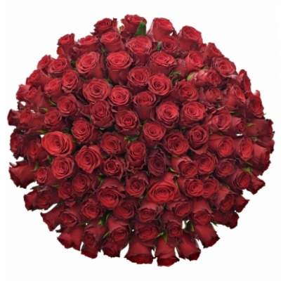 100 jednodruhových červených růží RED BENTLEY 90 cm v kytici