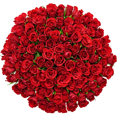 Kytice 100 červených růží RED CALYPSO 50 cm