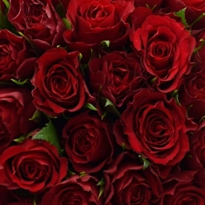 Kytice 100 červených růží RED CALYPSO1