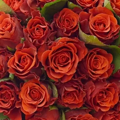 Kytice 100 červených růží RED CORVETTE 60cm
