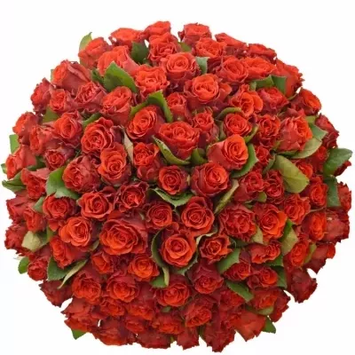 Kytice 100 červených růží RED CORVETTE 60cm