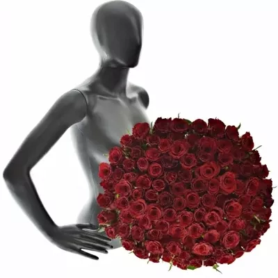 Kytice 100 červených růží RED DRAGON 50cm