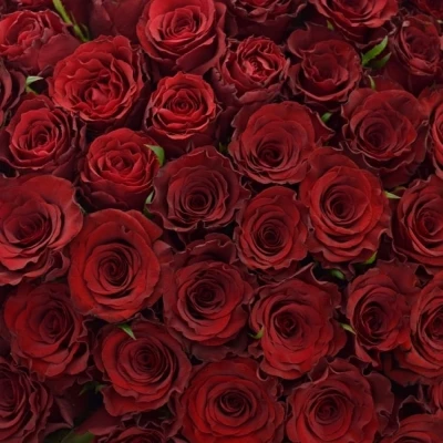 Kytice 100 červených růží RED DRAGON 50cm
