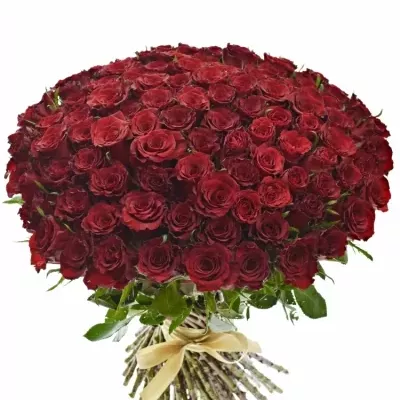 Kytice 100 červených růží RED DRAGON 50cm