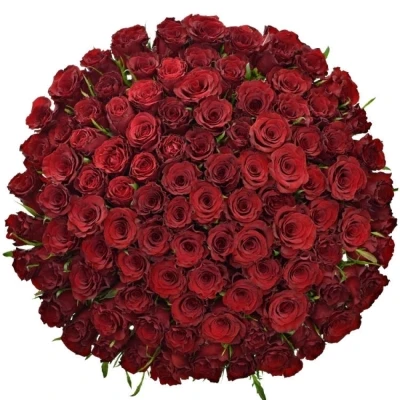 Kytice 100 červených růží RED DRAGON 50cm