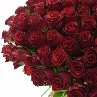 Kytice 100 červených růží RED EXPRESS 50cm