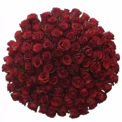 Kytice 100 červených růží RED EXPRESS 50 cm