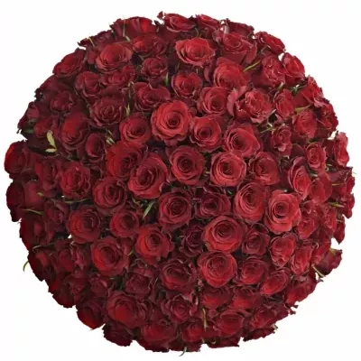Kytica 100 červených ruží RED RIBBON 50cm