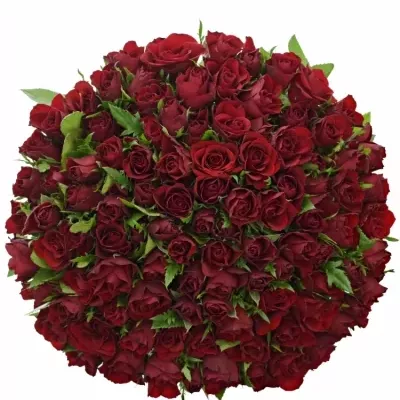 Kytice 100 červených růží RHYTHM 50cm