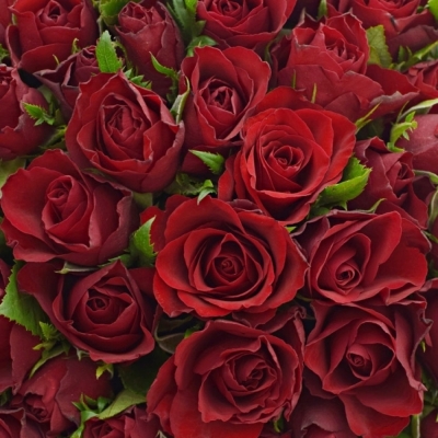 Kytice 100 červených růží RHYTHM 50cm