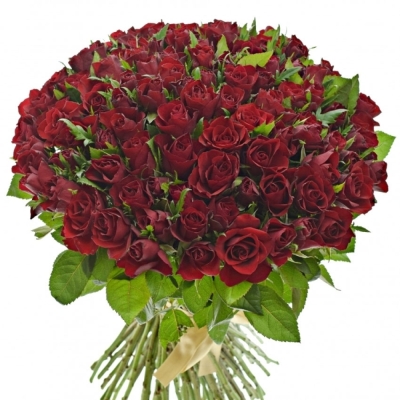 Kytice 100 červených růží RHYTHM 50cm