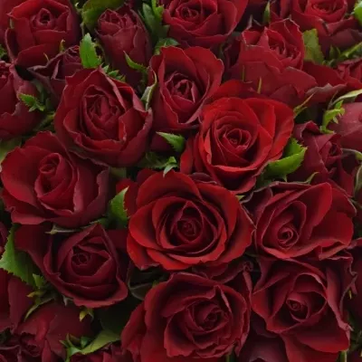 Kytice 100 červených růží RHYTHM 50cm