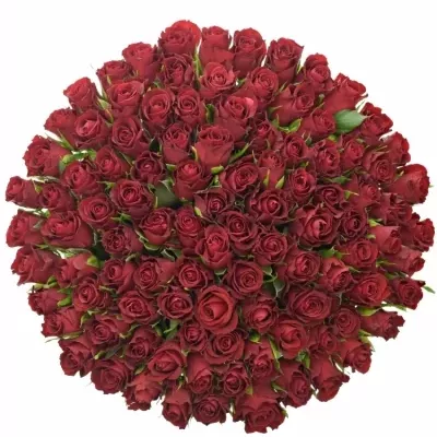 Kytice 100 červených růží SAMOURAI 80cm