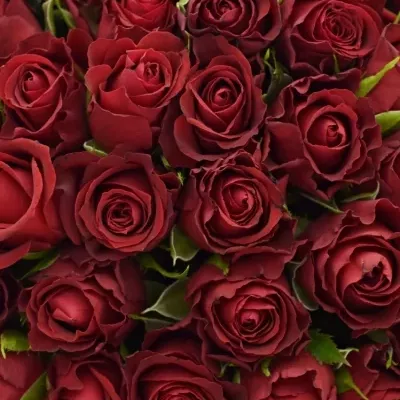Kytice 100 červených růží SAMOURAI 40cm