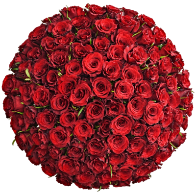 Kytice 100 červených růží SIMPLY RED 70 cm