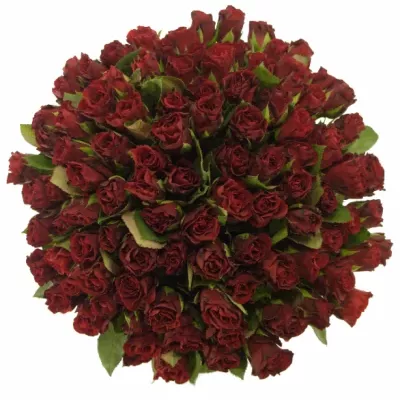 Kytice 100 červených růží TORERO 40cm (S)