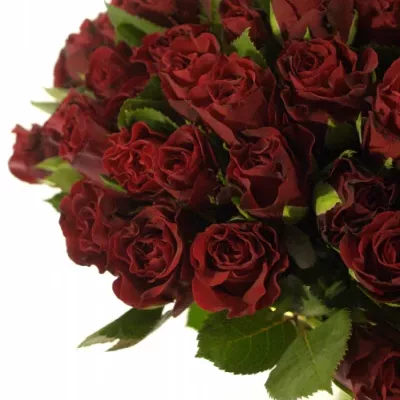 Kytice 100 červených růží TORERO