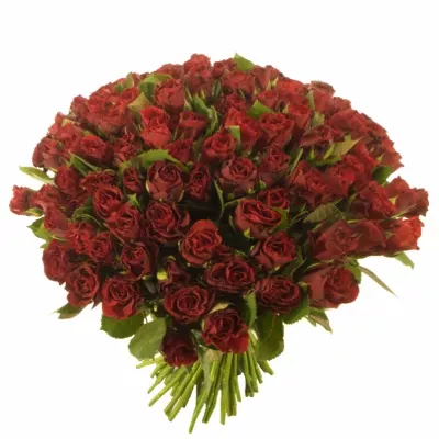 Kytice 100 červených růží TORERO