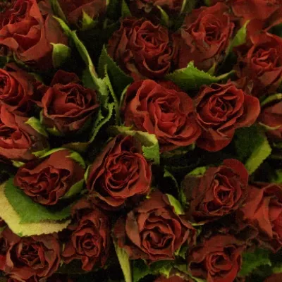 Kytice 100 červených růží TORERO