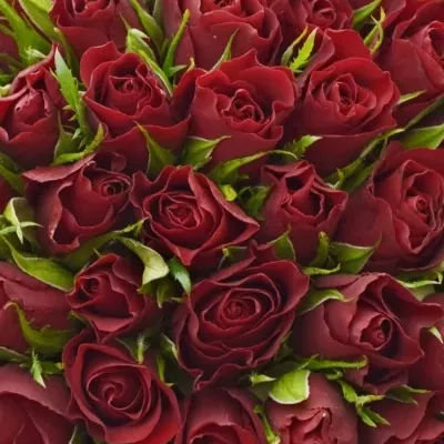 Kytice 100 červených růží VALENTINO