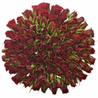 Kytice 100 červených růží VALENTINO 50cm