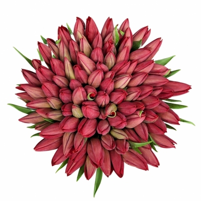 Kytice 100 červených tulipánů RINA 30 cm