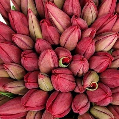 Kytice 100 červených tulipánů Rina