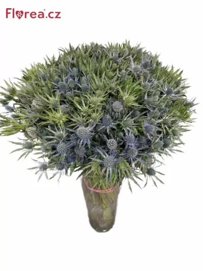 Kytice 100 eryngium