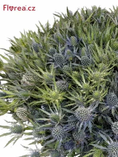 Kytice 100 eryngium