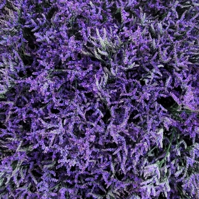 Kytice 100 fialové drobnokvěté limonium